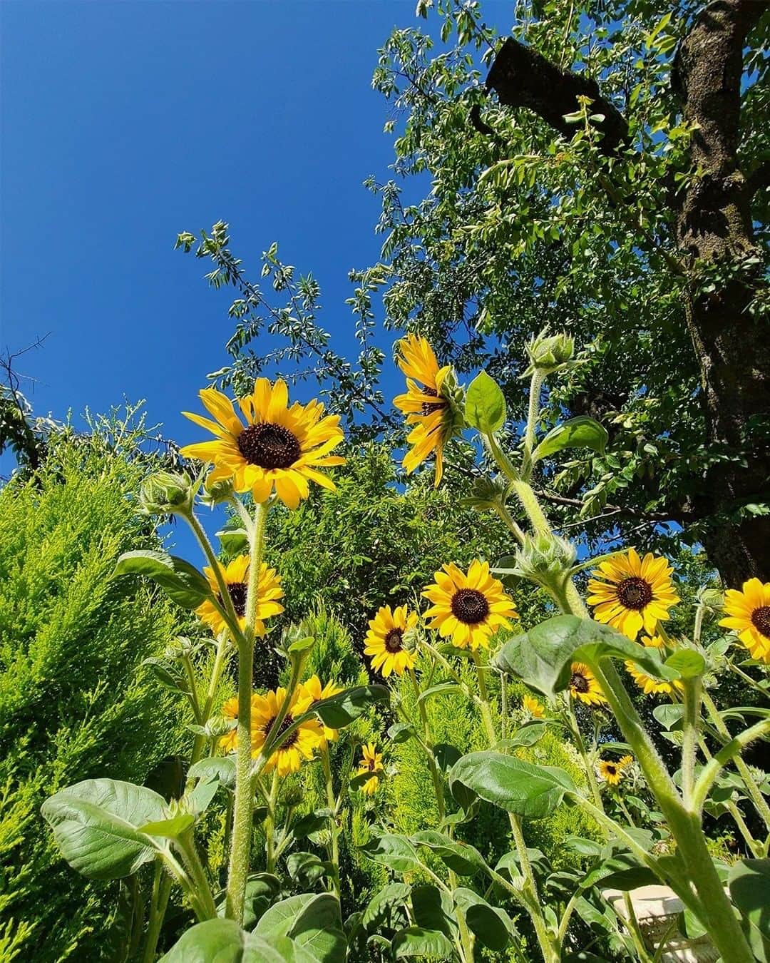 Galaxy Mobile Japanさんのインスタグラム写真 - (Galaxy Mobile JapanInstagram)「夏らしさを感じたらぜひいいね！してね😍 今日は #花の日 ということで、夏の風物詩・ひまわりをお届けします♪みずみずしい黄色を見ているだけで元気が湧いてきそうです🔥 家の近くでも咲いているよ！🙋‍♀️🙋‍♂️という方は、ぜひ撮影して #Galaxyカメラ部 をつけて投稿してくださいね♪ Galaxy のInstagramで紹介されるかも？ 📸#GalaxyS20 5G #withGalaxy Photo by @6151  ・ ・ ・ #Galaxy5G #ギャラクシーS20 #ギャラクシー #🌻 #夏の花 #ひまわり #ヒマワリ #花写真 #お花のある暮らし #青空 #花好き #花まっぷ #季節の花 #空を見上げるのが好き #夏本番 #夏が好き #夏の思い出 #日本の絶景 #日本の景色 #日本の美 #スマホカメラ #スマホ写真 #スマホ撮影 #スマホ撮り #スマホ越しの私の世界 #sunflower #Galaxyカメラ部」8月7日 7時01分 - samsungjpn
