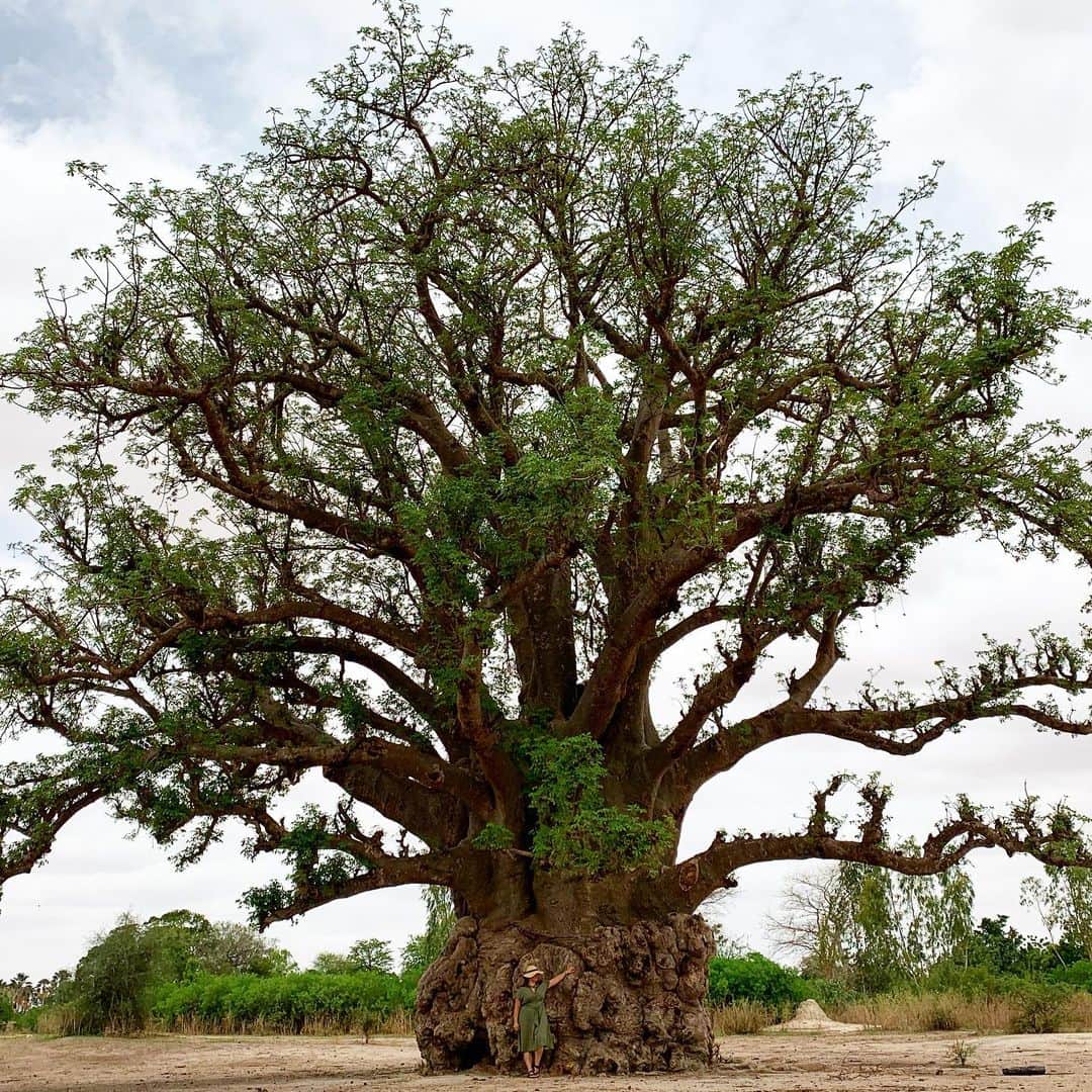 のインスタグラム：「A year ago today I was in Senegal with @treesforthefuture falling in love with this majestic #baobab. Who can guess the age of this beauty?」