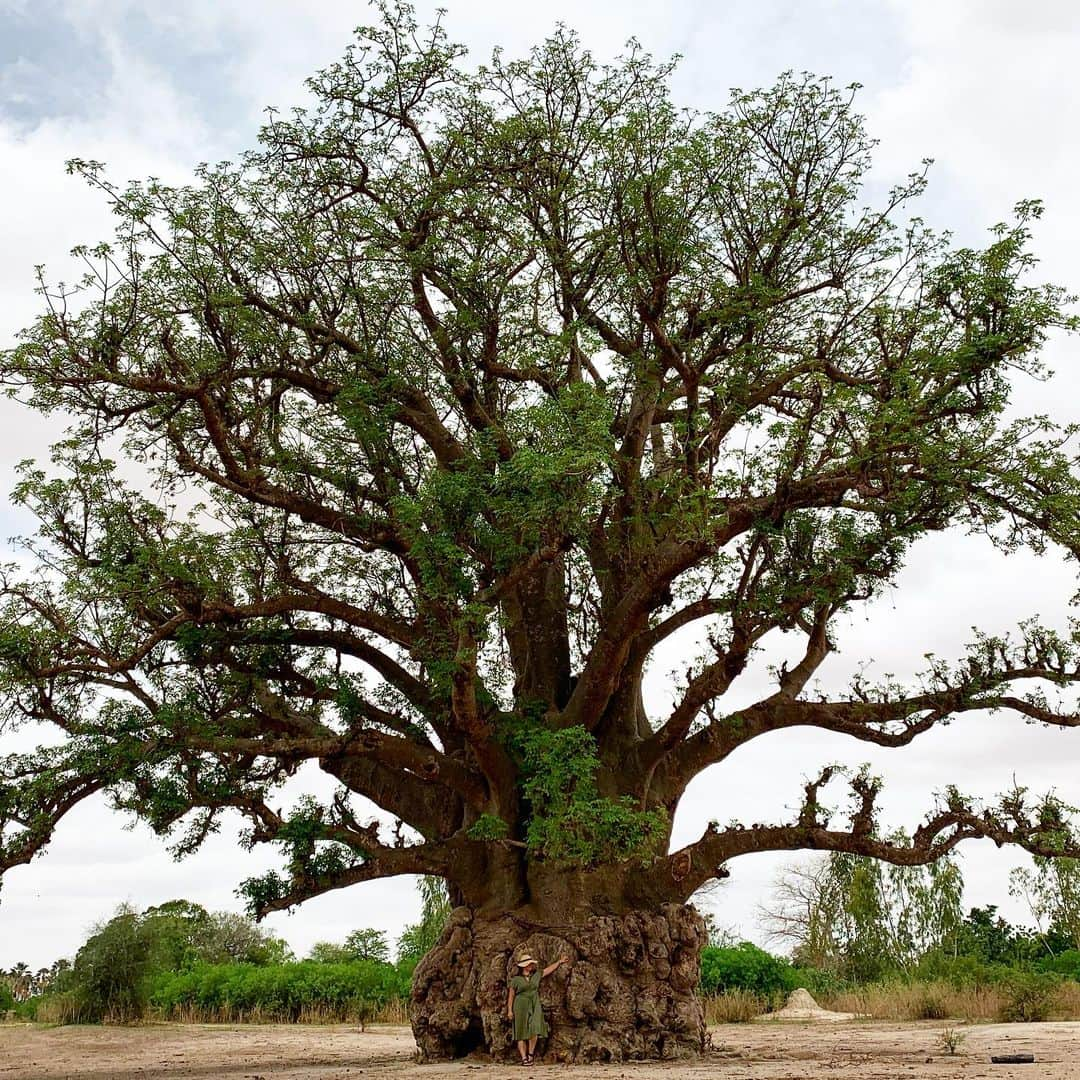 タラ・リンのインスタグラム：「A year ago today I was in Senegal with @treesforthefuture falling in love with this majestic #baobab. Who can guess the age of this beauty?」