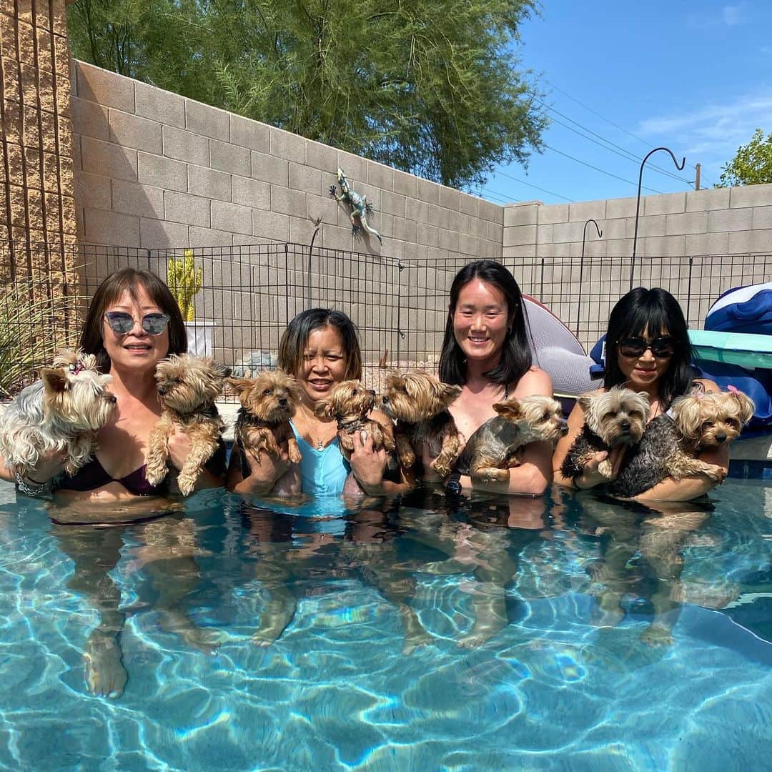 さんのインスタグラム写真 - (Instagram)「Super fun time with friends from Las Vegas! Aug 4-6  @iloveleoandcoco_ @moodyhappy @july_the_yorkie #YorkieMoms #DogMoms #ProudDogMoms #IGFamilyRock」8月7日 7時32分 - fouryorkiesmom