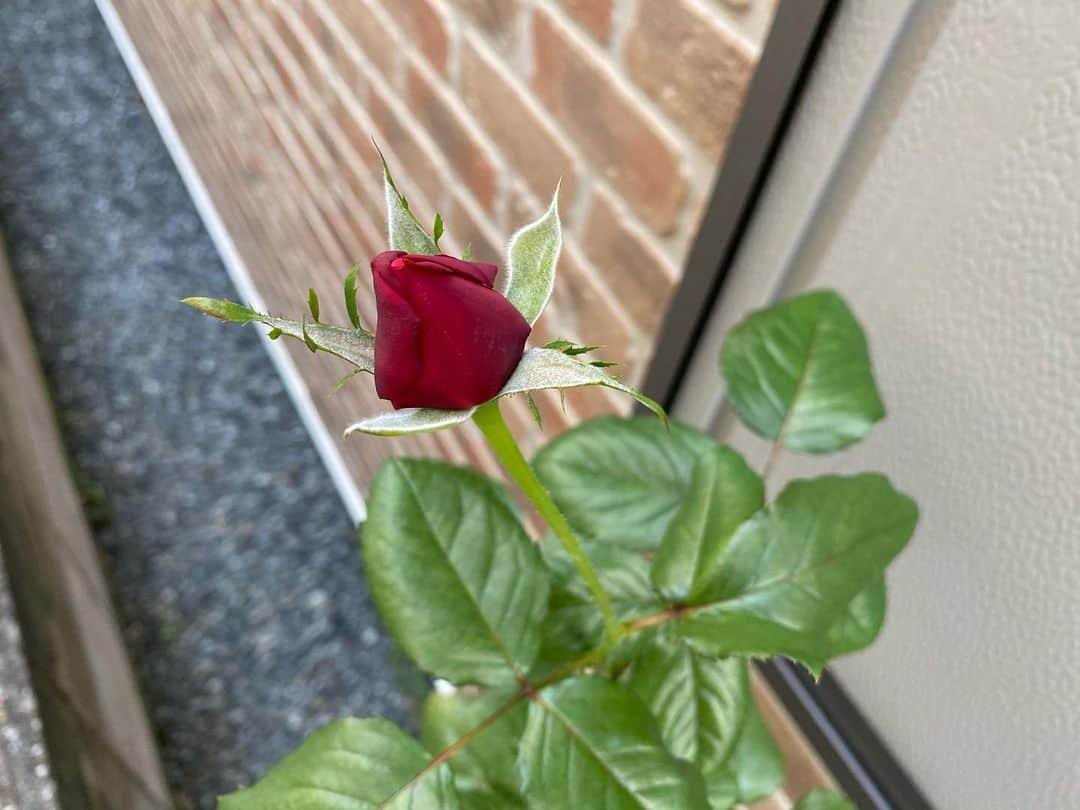 岡部晴彦さんのインスタグラム写真 - (岡部晴彦Instagram)「#バラ日記 #roses 100日目　早朝　朝焼け　晴れ  チアガール ほほえみ シャルルドゴール シャルルドゴール（ベテラン） フランソワーズゴジャール  バレリーナ 芽衣 ピエールドロンサールと月  ついに100日目! #roses🌹 #rosestagram #rose  #peace」8月7日 7時48分 - hal_96