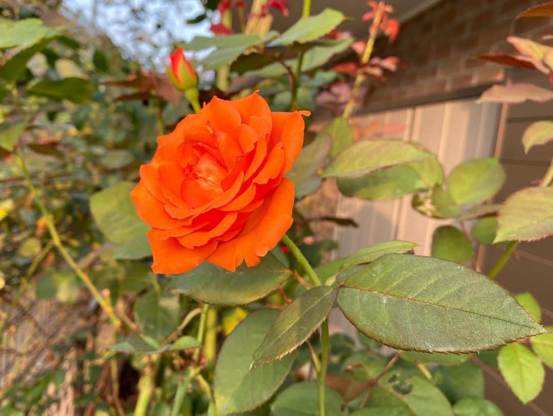 のインスタグラム：「#バラ日記 #roses 100日目　早朝　朝焼け　晴れ  チアガール ほほえみ シャルルドゴール シャルルドゴール（ベテラン） フランソワーズゴジャール  バレリーナ 芽衣 ピエールドロンサールと月  ついに100日目! #roses🌹 #rosestagram #rose  #peace」