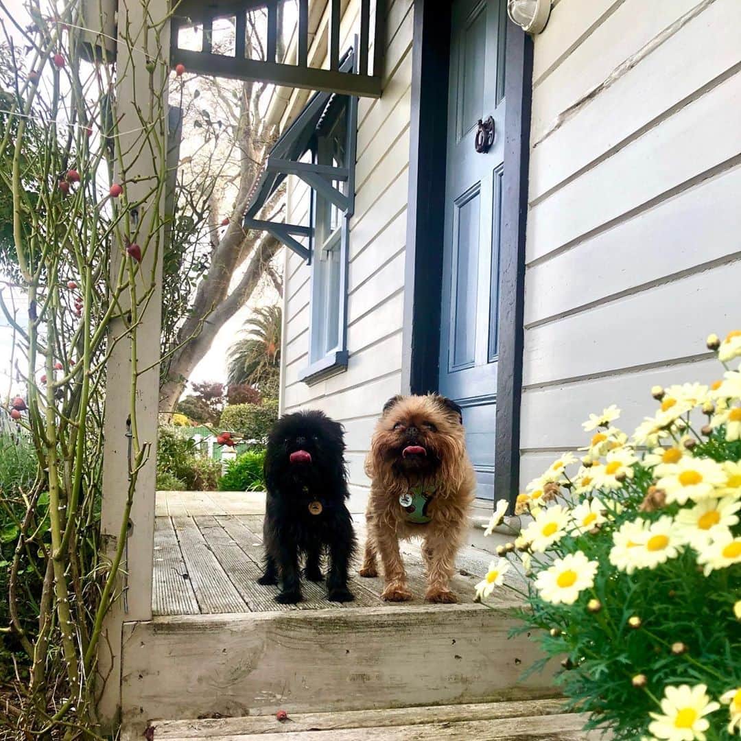 Digby & Aloのインスタグラム：「Oh hi, come on in! #moveinday」