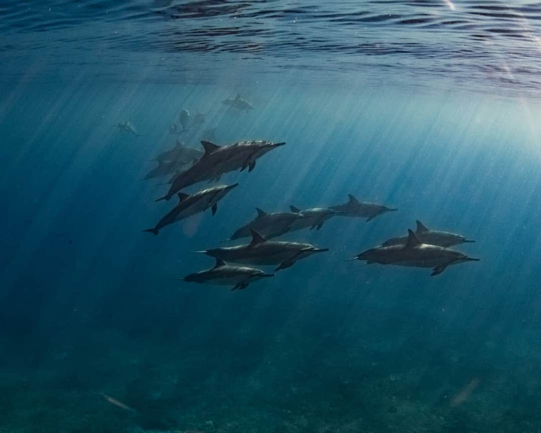 And Youさんのインスタグラム写真 - (And YouInstagram)「A group of dolphins is called a pod. Dolphins are social mammals that interact with one another, swim together, protect each other, and hunt for food as a team. Pod life plays a very important role in protecting dolphins from predators such as sharks. ​. ​. ​. ​. ​. ​. ​. ​. ​. ​. ​. ​. ​. ​. ​. ​. ​#dolphins #sealife #oceanlife #underwater #oahuvacation #hawaiiholiday #ecotourism #relax #youmeandthesea」8月7日 8時33分 - dolphinsandyou