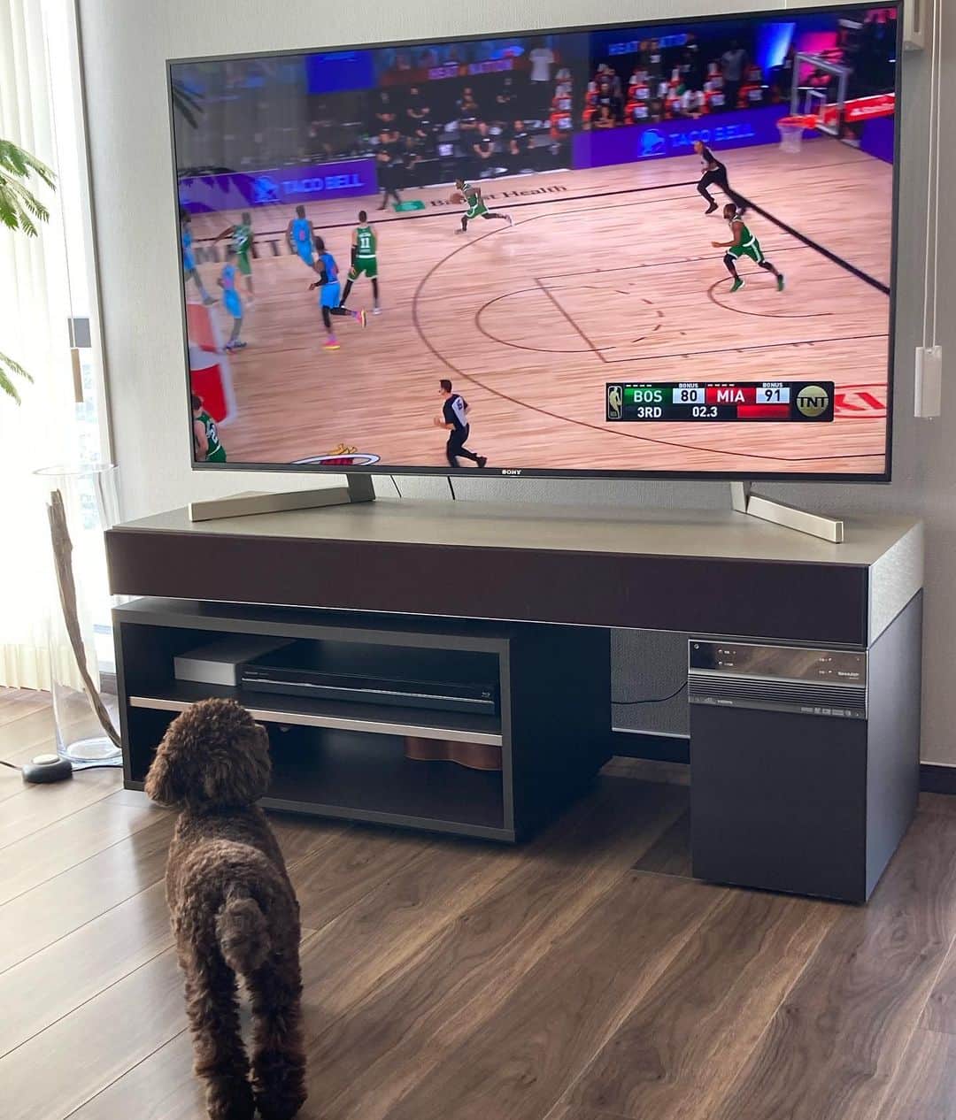 網野友雄のインスタグラム：「NBAも再開して観れるのが嬉しい！ サニーもバスケ好きみたい😎 #NBA #トイプードル #サニー」
