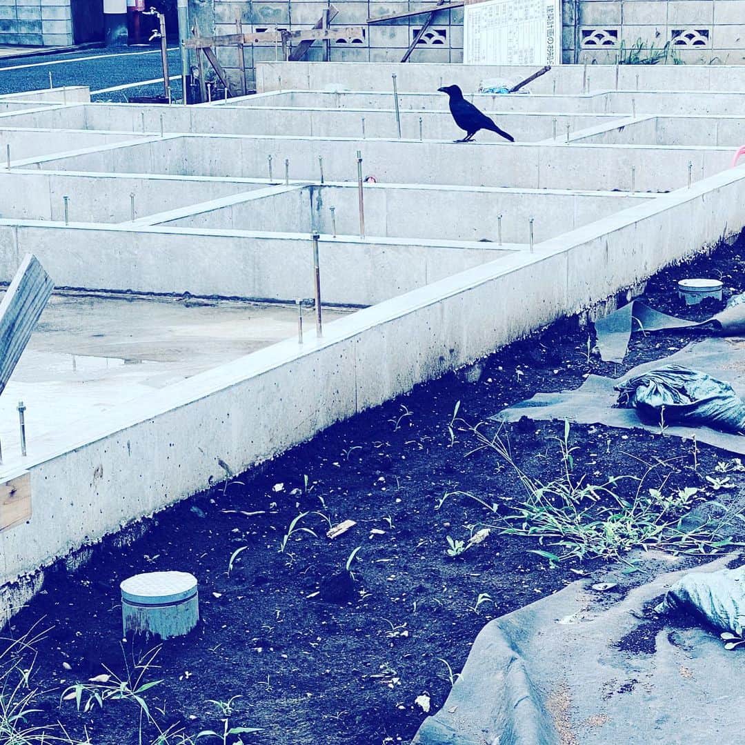 中野敬久さんのインスタグラム写真 - (中野敬久Instagram)「#crow #construction #neighborhood #hope」8月7日 9時16分 - hirohisanakano