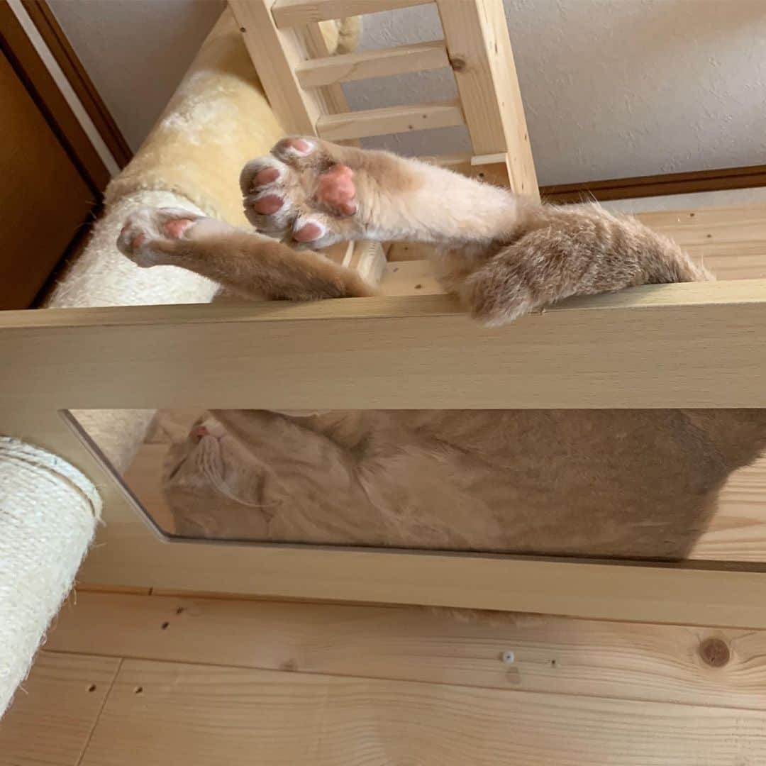 ひのき猫さんのインスタグラム写真 - (ひのき猫Instagram)「am 9:00のひのき家です。  ひまわりとひのき以外、どこに行ったか分からず、かくれんぼの鬼気分で探しました😅  階段を何度も往復し、疲れました💦💦  ひまわりとひのき → 猫部屋  秀吉 → 子供部屋のベッド下  オデコ → 玄関 駄箱下  豆大福 → クローゼットの中  さっき走り回ってたので、お疲れのようです☺️  ・ ・ ・ #ひのき猫 #かくれんぼ #お疲れ #猫部屋 #ベッド下 #下駄箱下 #クローゼットの中 #猫部 #猫のいる生活 #cat #catstagram #cutecat」8月7日 9時17分 - hinoki.cute.kitten