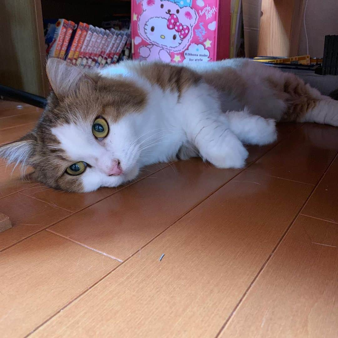 ひのき猫さんのインスタグラム写真 - (ひのき猫Instagram)「am 9:00のひのき家です。  ひまわりとひのき以外、どこに行ったか分からず、かくれんぼの鬼気分で探しました😅  階段を何度も往復し、疲れました💦💦  ひまわりとひのき → 猫部屋  秀吉 → 子供部屋のベッド下  オデコ → 玄関 駄箱下  豆大福 → クローゼットの中  さっき走り回ってたので、お疲れのようです☺️  ・ ・ ・ #ひのき猫 #かくれんぼ #お疲れ #猫部屋 #ベッド下 #下駄箱下 #クローゼットの中 #猫部 #猫のいる生活 #cat #catstagram #cutecat」8月7日 9時17分 - hinoki.cute.kitten