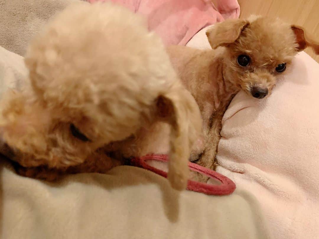 絢香さんのインスタグラム写真 - (絢香Instagram)「アオとラキ 7月で9歳に🎉  家族になって9年 もうそんなに経つんだとびっくり😭❤️  いつまでも元気でいてね  #アオラキ #dogs #twins」8月7日 9時50分 - ayaka_official_jp