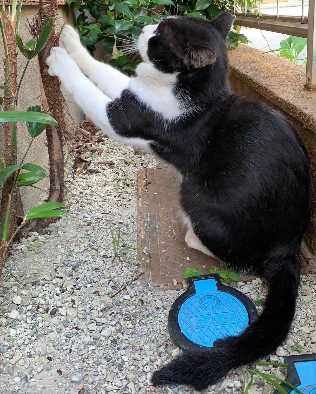Kachimo Yoshimatsuさんのインスタグラム写真 - (Kachimo YoshimatsuInstagram)「おはようイカスミ！ Good Morning Ikasumi! 今日も暑いよ！  ちゅーる見せたら、寄ってきて、 1本食べて、猫缶カリカリ完食し、 爪といでからのキメポーズ。  #うちの猫ら #ikasumi #イカスミ #猫 #ねこ #cat #ネコ #catstagram #ネコ部 http://kachimo.exblog.jp」8月7日 9時45分 - kachimo