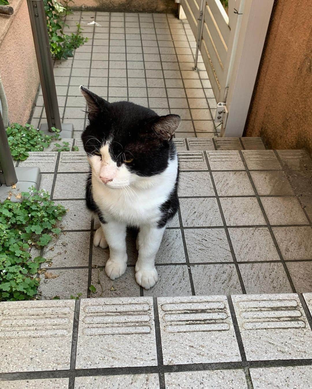 Kachimo Yoshimatsuさんのインスタグラム写真 - (Kachimo YoshimatsuInstagram)「おはようイカスミ！ Good Morning Ikasumi! 今日も暑いよ！  ちゅーる見せたら、寄ってきて、 1本食べて、猫缶カリカリ完食し、 爪といでからのキメポーズ。  #うちの猫ら #ikasumi #イカスミ #猫 #ねこ #cat #ネコ #catstagram #ネコ部 http://kachimo.exblog.jp」8月7日 9時45分 - kachimo