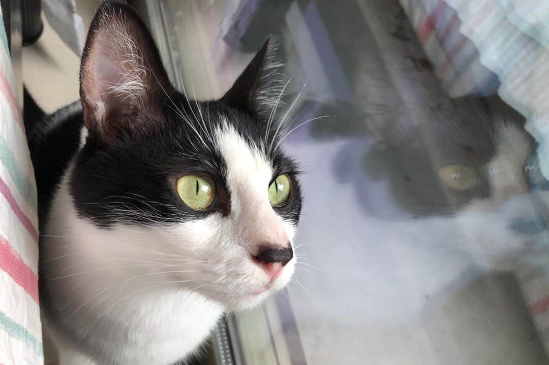 ぽんずのインスタグラム：「ばえる。  #ねこ#猫#cat#猫好き#親バカ#はちわれ#ハチワレ#はちわれ猫#ハチワレ猫#白黒猫部#にゃんすたぐらむ#ilovecat#猫大好き#うちの猫自慢#白黒猫 #我が家のぽんずくん #ちゅーちゅー妖怪」