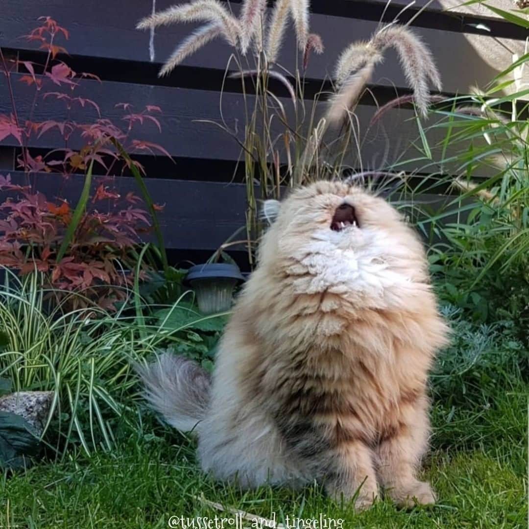 Aww Clubさんのインスタグラム写真 - (Aww ClubInstagram)「The only image that has sound⠀ ⠀ 📷@tussetroll_and_tingeling⠀ ⠀ #meowed #tussetroll #catmeme #singingcat #tussetrollandtingeling」8月7日 10時00分 - meowed