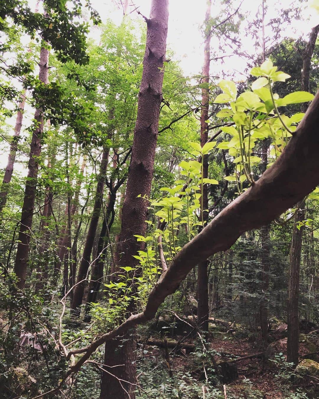 篠原信一さんのインスタグラム写真 - (篠原信一Instagram)「山散歩でジブリ❗️ 曲がった木から、太陽に空に向かって。木の生命力を感じる。 #山散歩 #生きる力」8月7日 10時21分 - s.shinohara_life