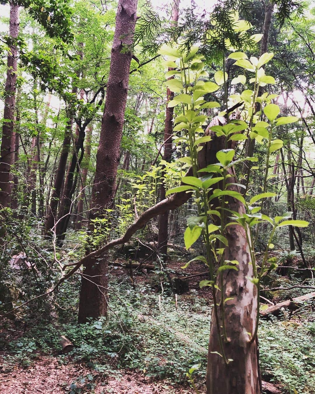 篠原信一さんのインスタグラム写真 - (篠原信一Instagram)「山散歩でジブリ❗️ 曲がった木から、太陽に空に向かって。木の生命力を感じる。 #山散歩 #生きる力」8月7日 10時21分 - s.shinohara_life