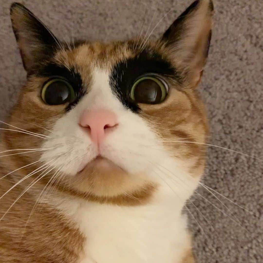 リリーのインスタグラム：「Wow this catnip is good😳  . . . . . #lillycrazyeyes #mood #catsofinstagram #9gag #calico #instacat #meowstagram #meow #meowdel #instacalico #tbt #crazyeyes #catnip」