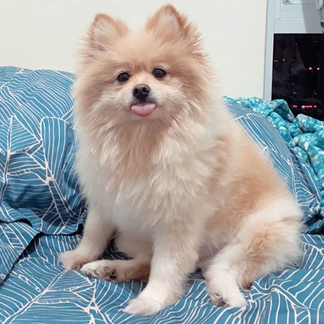 ローレン・ヤングのインスタグラム：「my favorite Melo pics from this week   next week: Yogi 💖」