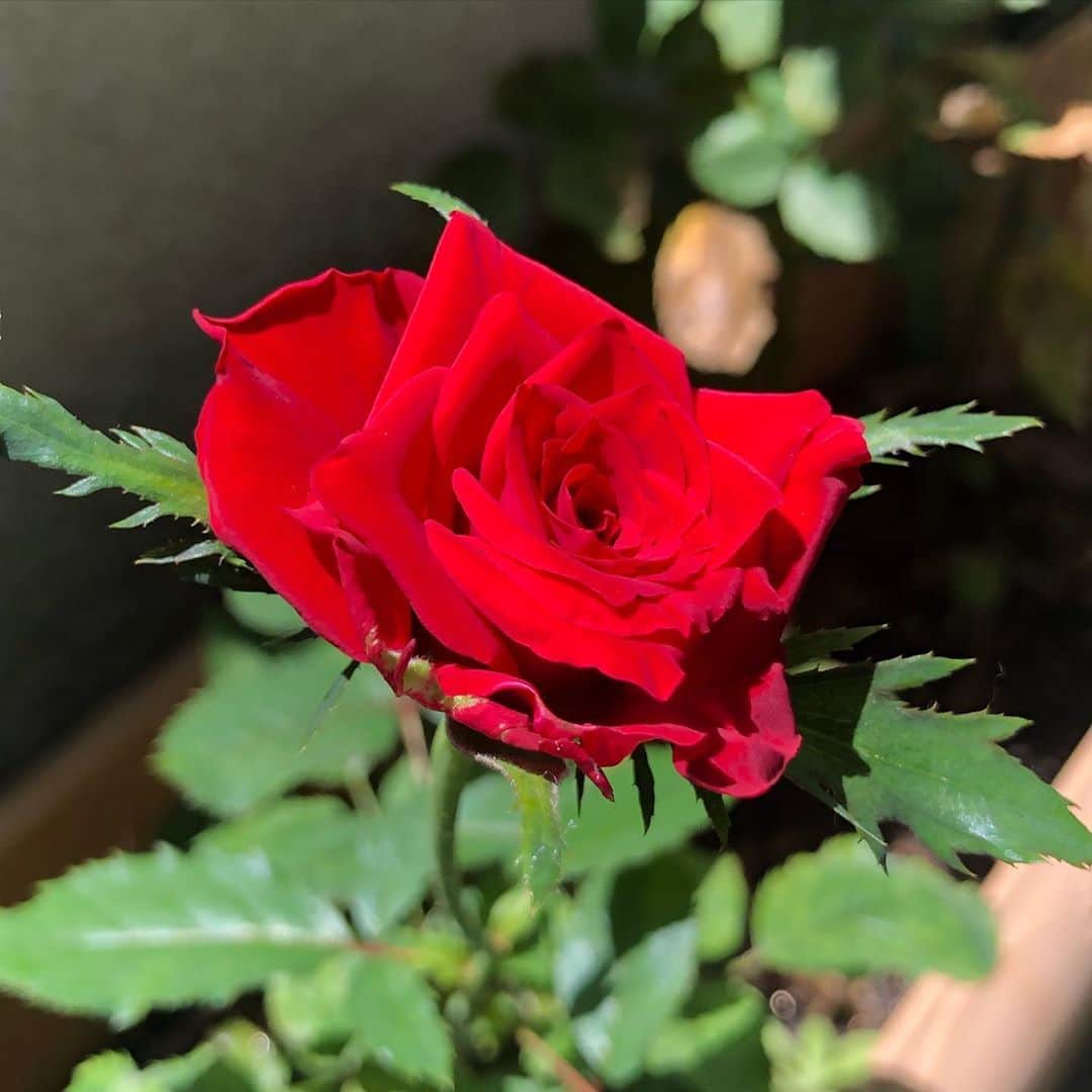 金剛地武志のインスタグラム：「2月の結婚記念日に買ったバラの切り花が、ベランダで根付いて、今日咲きました。」
