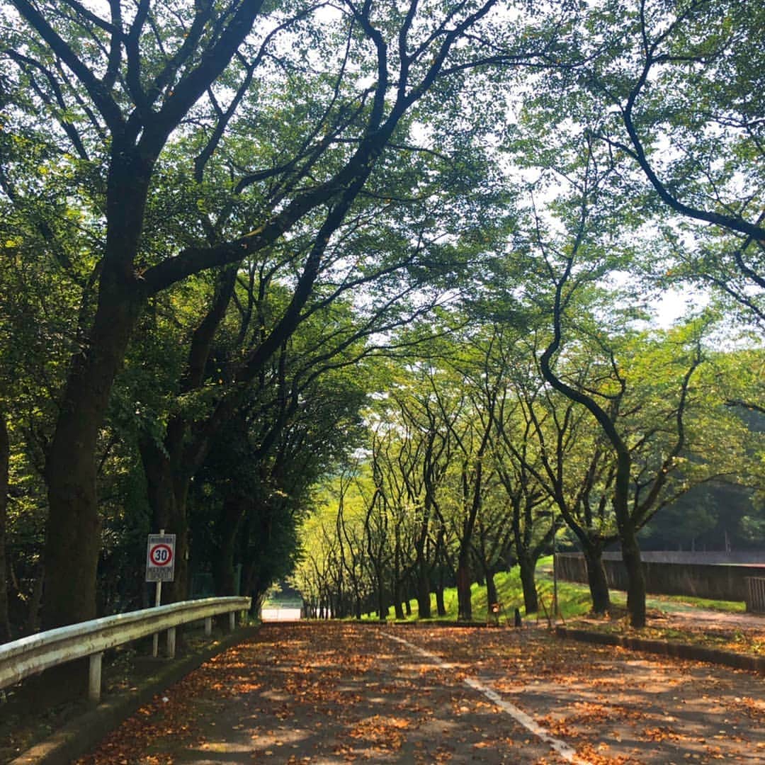のインスタグラム：「多摩キャンパス グラウンド前の並木道から。  #法政 #大学 #法政大学 #多摩 #キャンパス #陸上トラック #並木道 #hosei #university」