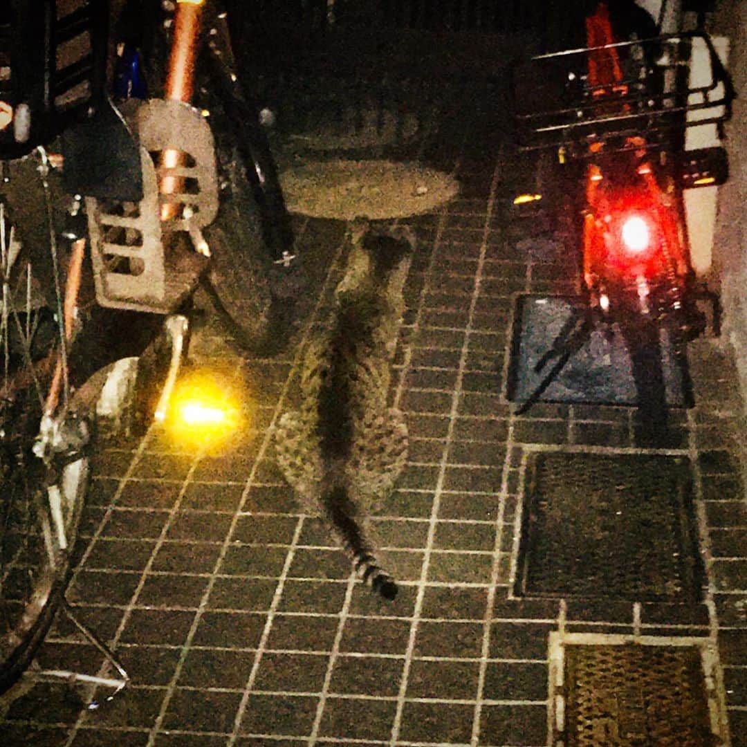 田中香子さんのインスタグラム写真 - (田中香子Instagram)「あの… 自転車置かせて もらっていいですか…？  「ハァ⁉︎」  ってゆー、 昨夜の出来事。  #いきものあつまれ  #ねこ #ネコ #猫 #ねこすたぐらむ  #cat #catstagram #自転車置き場のニャー」8月7日 11時12分 - soo.yt