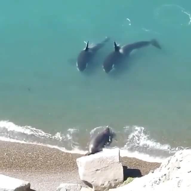 WildLifeのインスタグラム：「Via @discoversharks Two apex predators stalking their prey. It's almost as if they're talking to him, "We'll see you later." 😮 🎥 by unknown」
