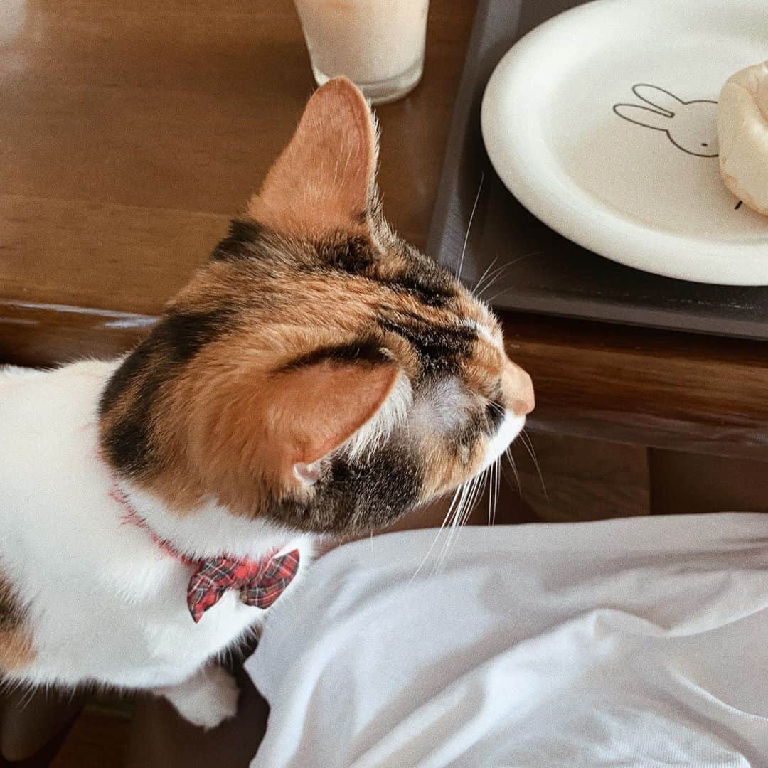 石綿日向子さんのインスタグラム写真 - (石綿日向子Instagram)「. Breakfast with Kurara🐈🥞 #猫のいる生活」8月7日 11時40分 - hinako_ishiwata