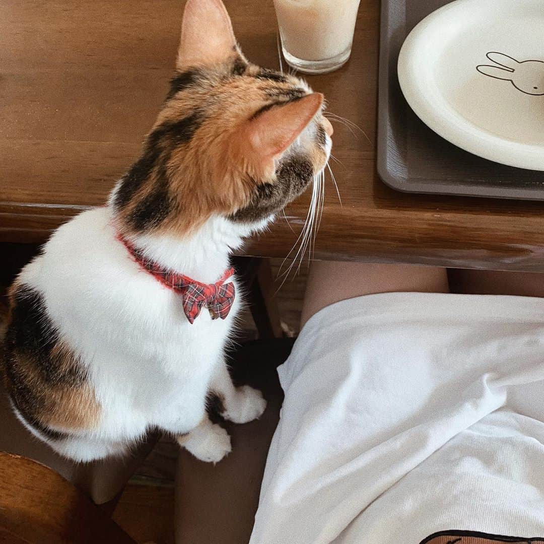 石綿日向子さんのインスタグラム写真 - (石綿日向子Instagram)「. Breakfast with Kurara🐈🥞 #猫のいる生活」8月7日 11時40分 - hinako_ishiwata