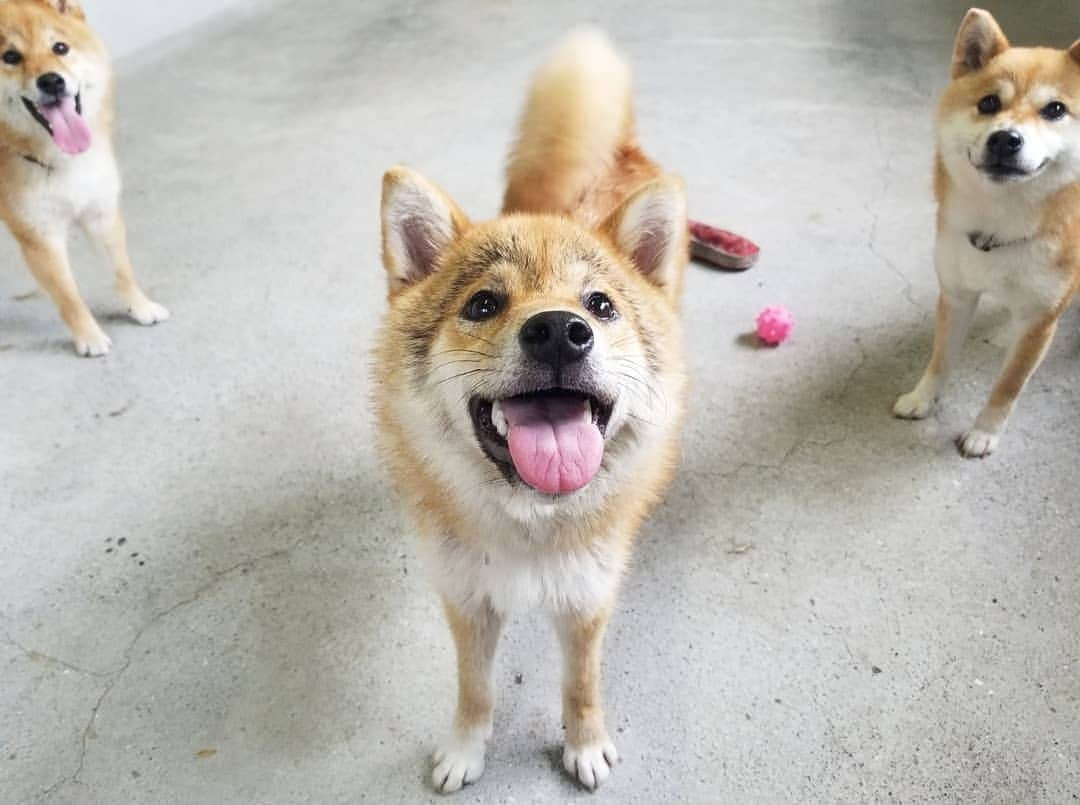 柴犬たま Shibainu Tamaのインスタグラム