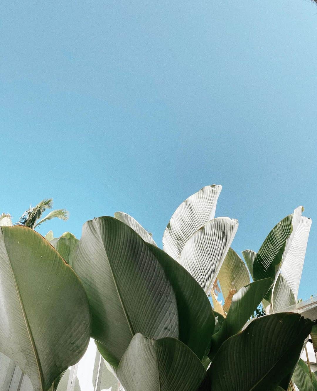 山中美智子さんのインスタグラム写真 - (山中美智子Instagram)「Summer vibes 🌴🌞  今日も空が青い🦋💕」8月7日 12時44分 - alexiastam1988