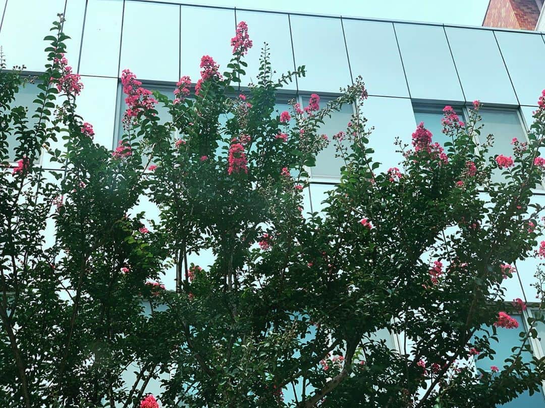 小谷実由さんのインスタグラム写真 - (小谷実由Instagram)「#花壇ウォッチャー 木ぐらいの規模もウォッチャーします。方南町あたりにはこの木が道に沢山あってすごくピンクが鮮やかで羨ましかった」8月7日 12時51分 - omiyuno