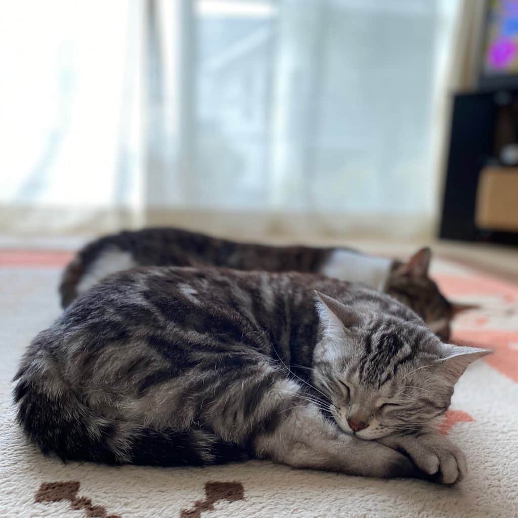 8n21のインスタグラム：「リンさんもお忘れなく  #cats #ねこ部  #寝子」