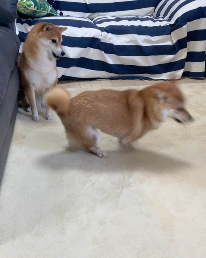 のインスタグラム：「. . HELLO〜こんにちわんわん🐻🐶🌀 . 🐶ひゃっほ〜〜〜い🌀 🐻ラムちゃんの挑発に 乗らないつもりだったのに 私としたことが乗ってしまったわ💨💨 . . 早送りではないよ〜 ラムちゃんが速すぎる！ そして、サニちゃんも負けじと速いよ〜😆 . くるくる回ったり(ラムちゃん) 出たり入ったり(サニちゃん) それぞれ大忙しね〜🤣 . . #さにらむ劇場 #目にも留まらぬ速さ #遊ぼう遊ぼう攻撃 #ハイテンション犬 #我慢してたけど #挑発に乗ってしまった #わんプロ姉妹 #サニーの高速ホリホリ . #柴犬#豆柴 #赤柴#豆柴子犬 #まめしば#いぬのきもち#ふわもこ部 #サンデイ#サンデイいぬ組#anicas#shiba_snap #shibainu#shiba#mameshiba#shibastagram #mameshibapuppy#shibapuppy #豆柴サニーちゃん#豆柴ラムちゃん#さにらむたん #さにらむ2020」