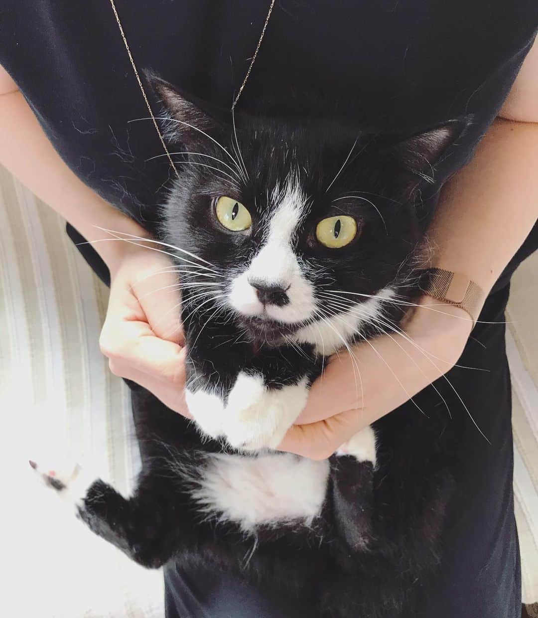 もじゃころのインスタグラム：「かわいいの極み！！  #鼻にんにく黒コロ  #あいちゃんの膝の上」