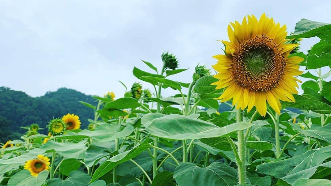 氷浦紫さんのインスタグラム写真 - (氷浦紫Instagram)「#sunflower #魚沼の里#ひまわり#新潟県南魚沼市#夏休み#familytime」8月7日 13時16分 - yukalihiula