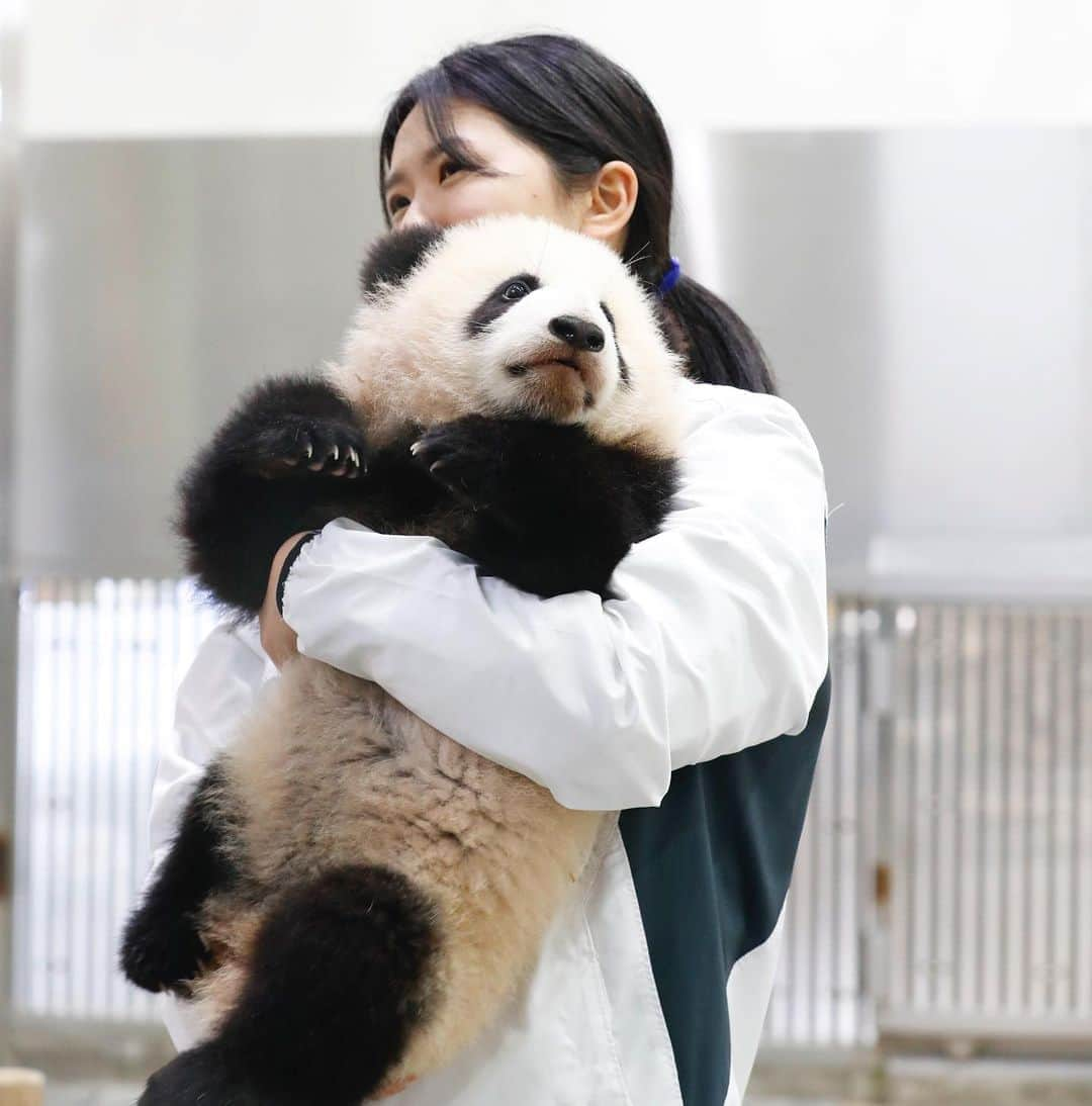 パンダ（白浜）さんのインスタグラム写真 - (パンダ（白浜）Instagram)「#彩浜 🌈　with smily Staff! HUG HUGYU #photography  #adventureworld  🐼😊🐼  #ADVENTUREWORLDPANDAS #baby #HELLOLITTLE #pandamental #hellopanda #ハローリトル #ハローパンダ #パンダグラビア #パンダ　and #panda #pandababy 🐼🐼🐼」8月7日 13時25分 - hellopanda_book