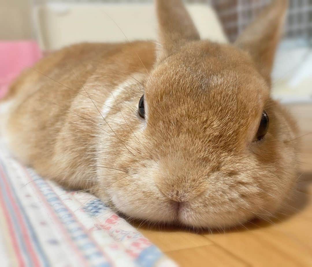ラン?さんのインスタグラム写真 - (ラン?Instagram)「_(　 _* ･ω･ *)_ペタン💕💕 ☆ 同じ目線になってずっと見てるとずっと見てくる( ｡ ･ω･)(･ω･ ｡ )ｼﾞ~ｯ♡ ☆  #うさぎ #ネザーランドドワーフ #rabbit #bunny #bunnystagram  #rabbitstagram  #cute  #かわいい #ふわもこ部  #もふもふ  #zip写真部  #アニマル写真部 #instagramjapan #netherlanddwarf #うさぎと暮らす  #うさぎのいる暮らし #癒し #kawaii #ランちゃん  2020.08.07」8月7日 13時46分 - mofumofuusako