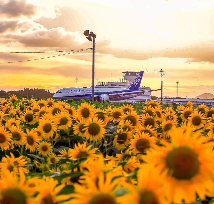 All Nippon Airwaysさんのインスタグラム写真 - (All Nippon AirwaysInstagram)「Towering, bold, and bright. Waving welcome, a mysterious delight. 🌻📷: @kokohana76 #Regram #FlyANA」8月7日 23時06分 - allnipponairways