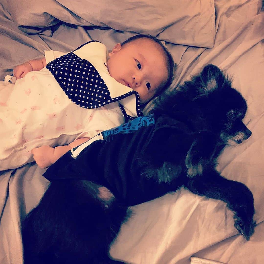SATOKOさんのインスタグラム写真 - (SATOKOInstagram)「#babyanddog #sisters #赤ちゃんと犬のいる生活 #赤ちゃんと犬 #0歳2ヶ月と9歳3ヶ月」8月7日 23時12分 - fc_satoko