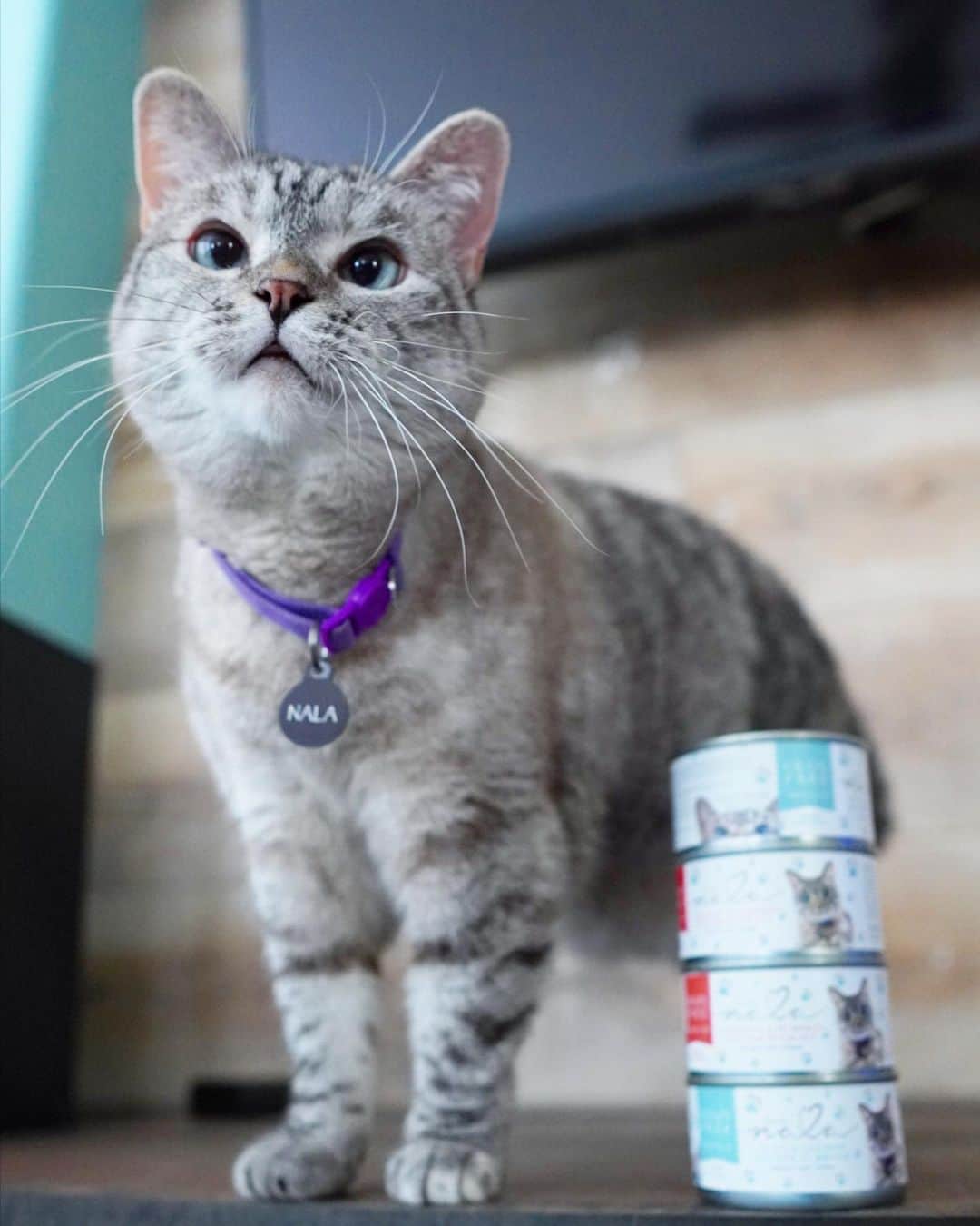 nala_catさんのインスタグラム写真 - (nala_catInstagram)「Amazing deal on @lovenalaco. Buy any 2 cases of wet food and score a free 11 pound bag of our crunchy recipe! Plus we will donate one bag of dry food to @kittenrescuela  Deal ends 8/9 Link in bio to shop! www.lovenala.com」8月7日 23時34分 - nala_cat