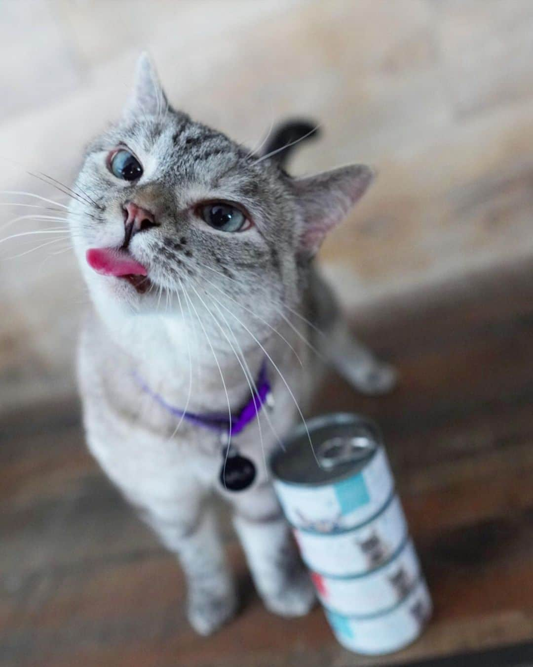 nala_catさんのインスタグラム写真 - (nala_catInstagram)「Amazing deal on @lovenalaco. Buy any 2 cases of wet food and score a free 11 pound bag of our crunchy recipe! Plus we will donate one bag of dry food to @kittenrescuela  Deal ends 8/9 Link in bio to shop! www.lovenala.com」8月7日 23時34分 - nala_cat