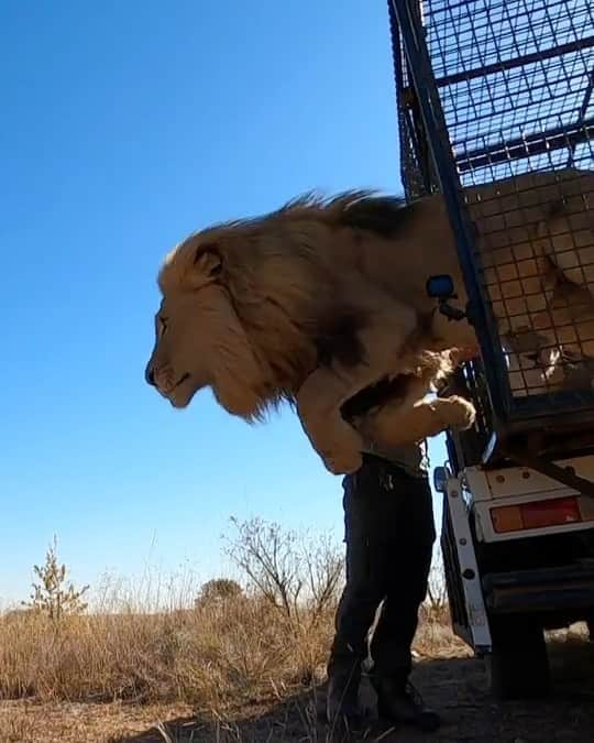 Kevin Richardson LionWhisperer のインスタグラム