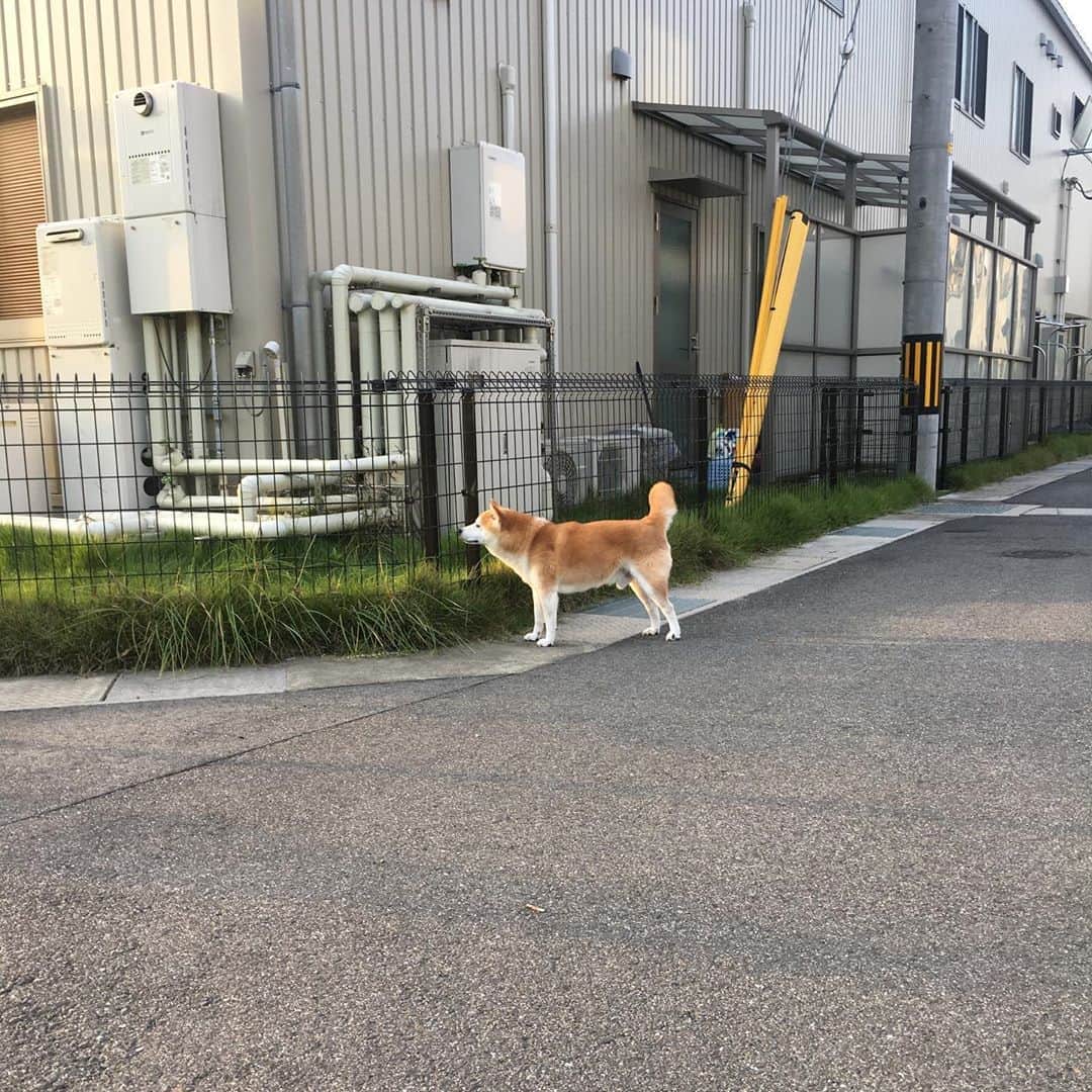 HALFBYのインスタグラム：「🐕」