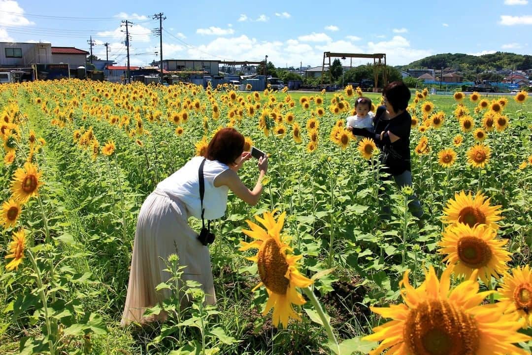Satoyama推進コンソーシアムのインスタグラム：「#川崎市 の#郊外住宅地 の周辺にある畑に#農家 の方が植えた#ヒマワリ が一面#ひまわり畑 になり、訪れる人に癒しさを与えてくれます。 （Satoyamaフォトコンテスト2020代理投稿作品）  ★Satoyama & Satoumi Photo Contest 2020 https://satoyama-satoumi.net/contest/photo2020/（日本語） https://satoyama-satoumi.net/global/contest/photo2020/（English） ⠀ ⠀⁠⠀ #jtsatoyama2020 #satoyama #photocontest #photo⠀⁠⠀ #satoumi #japan #landscape #japan_visit #Lovers_Nippon #daily_photo_jpn #naturephotography #フォトコンテスト #フォトコン⠀⁠⠀ #写真⠀⁠⠀ #カメラ⠀⁠⠀ #里山⠀⁠⠀ #里海⠀⁠⠀ #風景⠀⁠⠀ #風景写真⠀⁠⠀ #日本の絶景⠀⁠⠀ #日本の美しい風景⠀⁠⠀ #田舎⠀⁠⠀ #田舎暮らし」