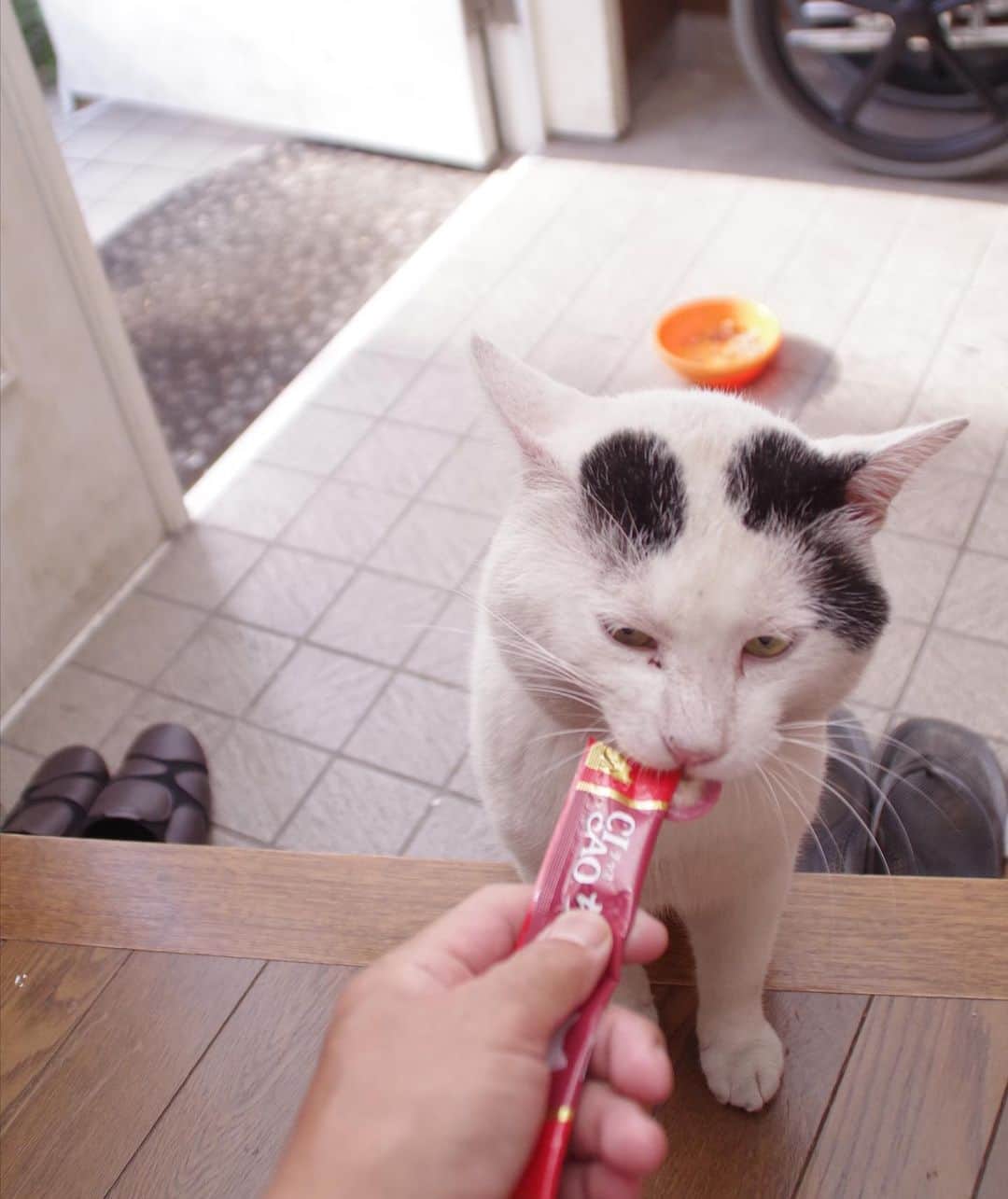 Kachimo Yoshimatsuさんのインスタグラム写真 - (Kachimo YoshimatsuInstagram)「一年前のナナクロ Nanakuro a year ago Photo:2019.08.07 この日あの写真が撮れた日。  #うちの猫ら #ナナクロ #nanakuro #猫 #ねこ #cat #ネコ #catstagram #ネコ部 http://kachimo.exblog.jp」8月7日 16時21分 - kachimo