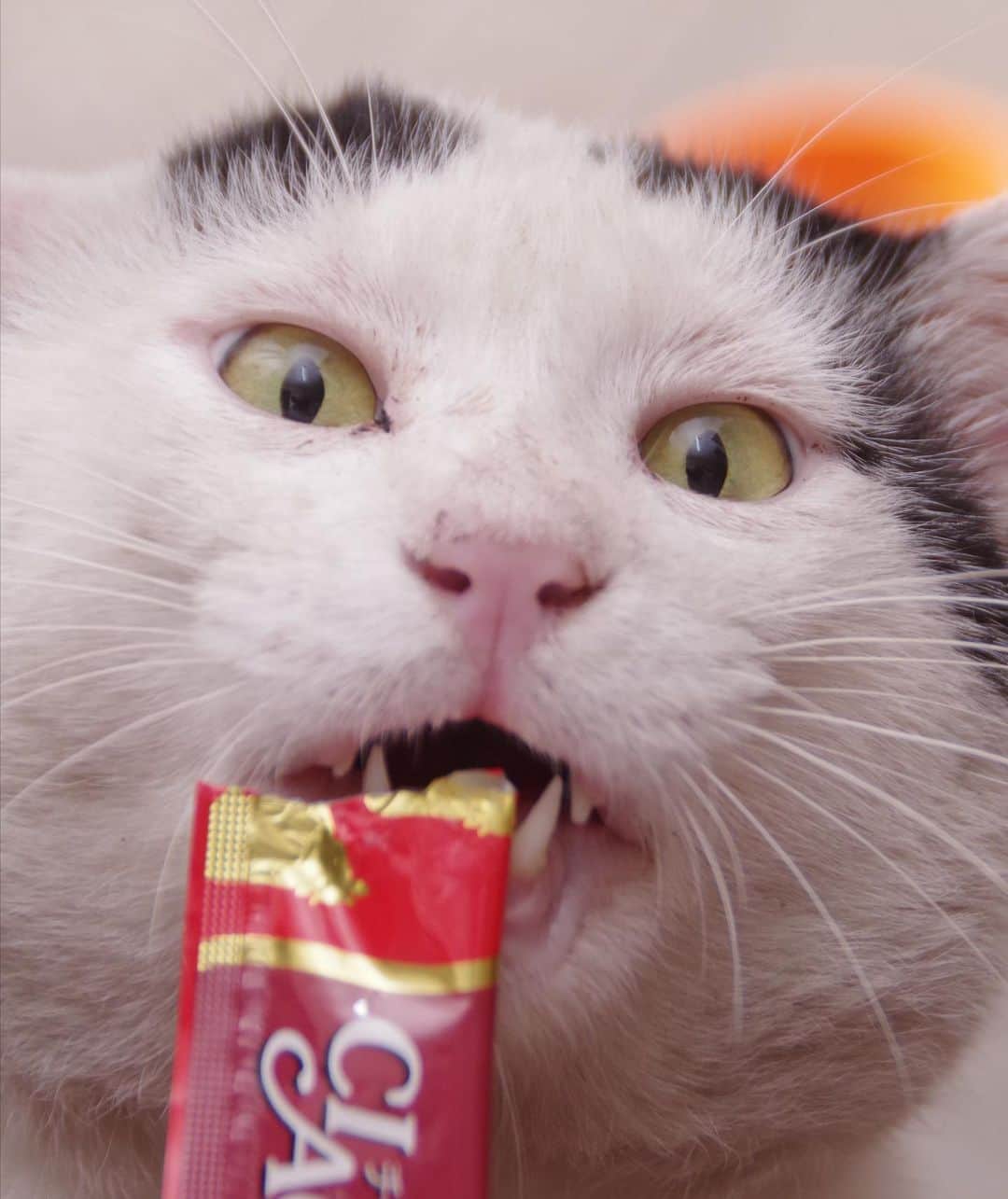 Kachimo Yoshimatsuさんのインスタグラム写真 - (Kachimo YoshimatsuInstagram)「一年前のナナクロ Nanakuro a year ago Photo:2019.08.07 この日あの写真が撮れた日。  #うちの猫ら #ナナクロ #nanakuro #猫 #ねこ #cat #ネコ #catstagram #ネコ部 http://kachimo.exblog.jp」8月7日 16時21分 - kachimo