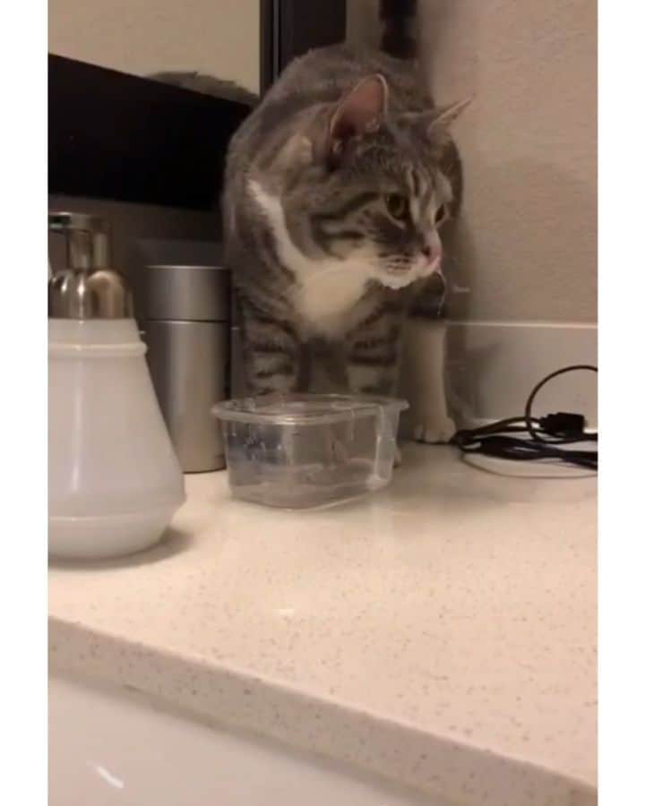 Pleasant Catsのインスタグラム：「When he gets up at midnight and tries to drink water 😪  From pedroignaciomoren8 - on tiktok  #pleasantcats」