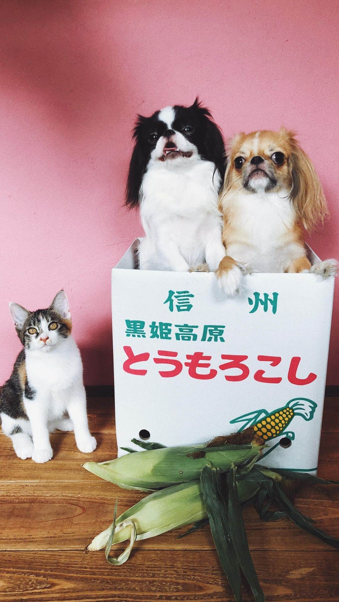 juntowaのインスタグラム：「とうもろこしが届いたぞー！ #小林農園#とうもろこし」