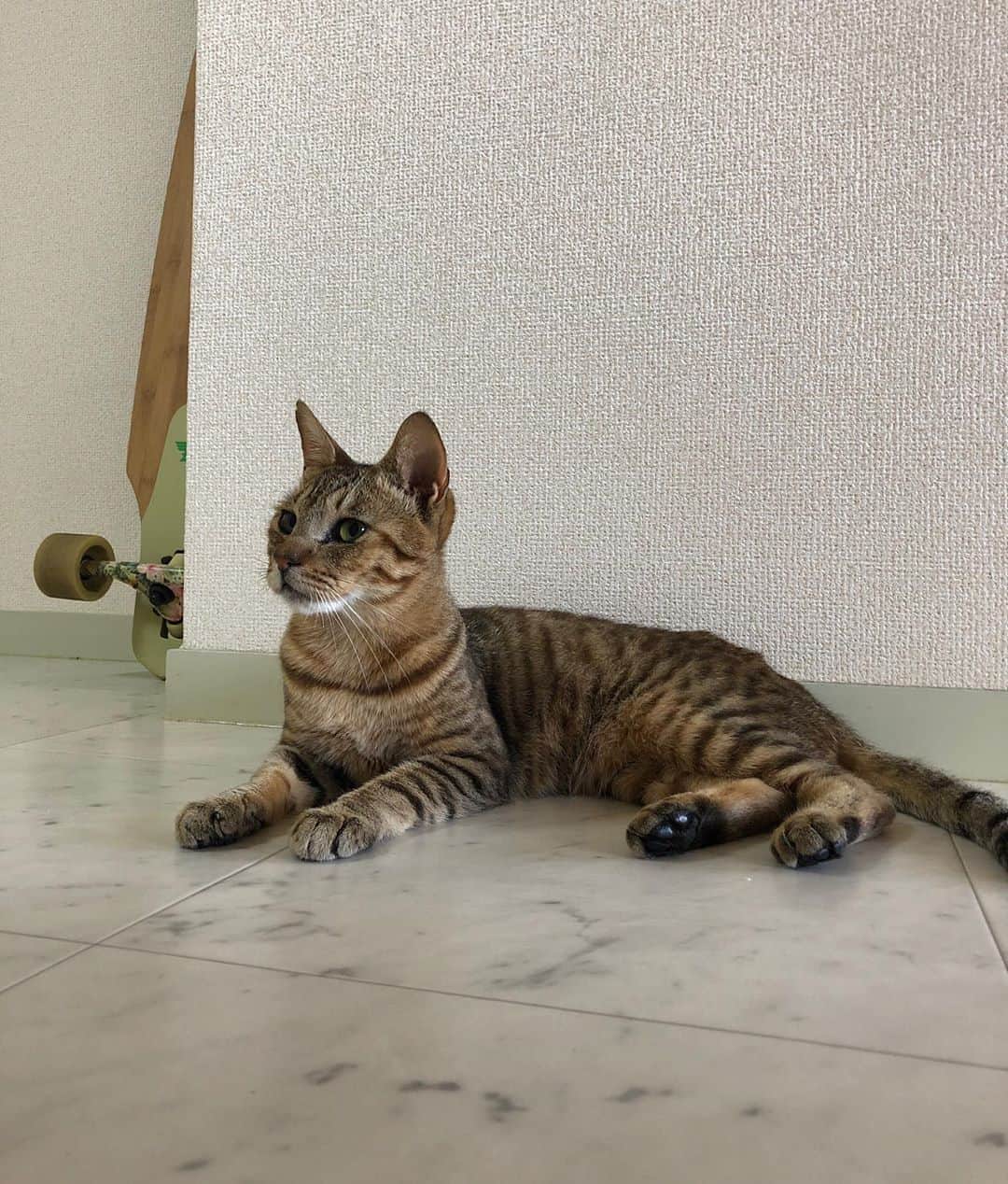 hoshinofumikaのインスタグラム：「先日急に電話が鳴った。 道端で動かない猫ちゃんを発見した、 ふーちゃん、どうしたらいいか？と📞  発見した人がどうしたいかによるんだけど、 今にも車に轢かれそうな白線の上で動かなくなっていたので猫好きでもある彼女は保護してくれて 家に連れて帰ってきてくれました。  人馴れしているけど 首輪も、首輪の跡もなく 去勢をしてない7歳くらいのオス猫。  かわいそうだから、餌をあげる。 この一見普通で優しい行動は 過酷すぎる外環境で生きる猫ちゃんを 増やし続けているだけ。  可愛いそうだからあげる餌やりは 昭和の話だとおもう。  いまは餌付けとTNR! 野良猫に避妊去勢をして 地域猫としてみんなで お外で飼ってあげる。 猫生を1代で、でも 病気しにくく、美味しいごはんと、清潔なお水をいつでも飲める状況で生きてもらう時代です。  この猛暑 人間でも、死人もでてるし おかしくなりそうなのに 野良猫は清潔なお水を飲む自由さえありません。  公衆トイレのそばで 便器に頭をつっこんで 飲んでる猫ちゃん そのお水にありつけてるねこちゃんは まだラッキーの部類です。  どうか、地域にのらねこちゃんがいる人は お外に清潔なお水をたっぷり用意してあげて下さい😸  そして避妊去勢せず ただただ餌やりだけしている人がいたら 一度考えてほしいなと思います。 餌やりをただやっている人は それが正しいと思っています。 そして、【猫が好き】です。 TNRをして里親を探すわたしと 餌やりだけする人のベースの気持ちは同じです。 ただ、TNRや今の実態を知らないだけ。  教えてあげてほしいし、寄り添ってあげてほしいです💜  この子は浜茶屋でお外で餌付けされていたねこちゃんの可能性があります。  海のそばは釣り人や漁師から お魚をもらえるので 増えやすいし繁殖しやすいと思います。  先日海へあそびにいったら 海の家のオーナーさんも悩んでいたし、子猫も産まれてました…。なのでTNRを教え、名刺を渡しました🌼 無事に動いてくれていると信じてます🥰  そして保護と同時に先日 子猫の交通事故を発見しました。 その場からわたしは離れれなかったので、 夜中でしたが、ダンボールとゴム手を用意してもらってしっかり埋葬する事ができてよかったし、 協力してくれる人がいてくれて とても心強いです🌼  暑さや空腹で水や餌を求め 行動範囲が広がると 交通事故のリスクも上がるし 野良猫の死因トップは交通事故です。  どうか野良猫ちゃん、地域ねこちゃんに住みやすい世の中になりますように💕  TNRは市の補助金でできたり 無料でできる さくら猫基金 があります。 検索してみてください🥰 . . この子にもし里親募集がかかったらみなさん、ご協力よろしくお願いします🌼 とってもとってもいい子です。 立派なキンタマ付いてます。 . . 名前は（仮）キャン•タマザブロー　です😊 . . . #TNR #野良猫はいいな自由でなんて口が裂けても言わないで　#ペットショップから買わない　#里親になる選択　#野良猫　#さくら猫 #さくら猫プロジェクト　#動画に優しい世界を目指して」