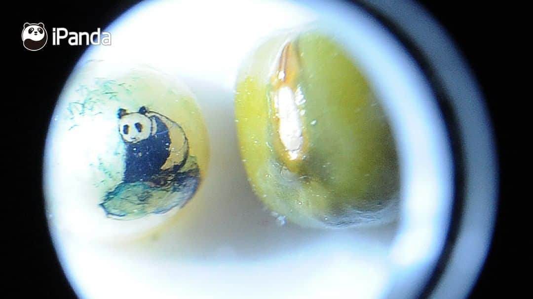 iPandaさんのインスタグラム写真 - (iPandaInstagram)「Can you imagine carving a panda out of a grain of mung bean? Well, an old Chinese craftsman in Nanjing, east China’s Jiangsu province did it!  These Chinese miniature carving artists carve vivid sculptures out of nuts, leaves, egg shells, bones, etc. 🤩 🤩 🤩 #Panda #iPanda #Cute #PandaPic #ChineseCulture」8月7日 17時28分 - ipandachannel