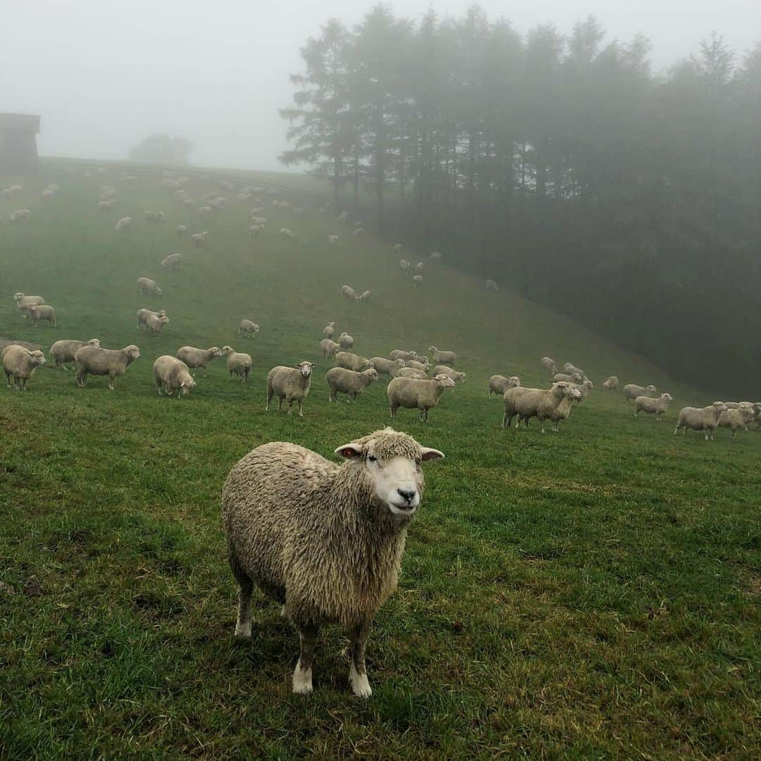 ミン さんのインスタグラム写真 - (ミン Instagram)「These are my friends bc I was born in a year of sheep 🐏🐏🐏🐏 나는양띠 여긴 내 친구들이에여」8月7日 17時35分 - therealminnn